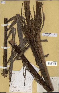spécimen de Dypsis marojejyi