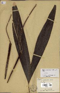 spécimen de Dypsis mangorensis