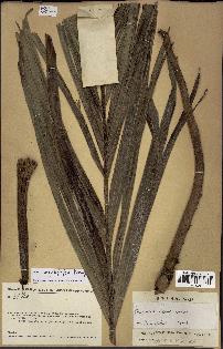 spécimen de Dypsis marojejyi