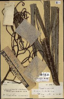 spécimen de Dypsis marojejyi