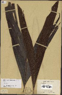 spécimen de Dypsis mangorensis
