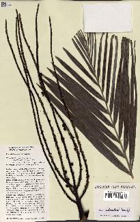spécimen de Dypsis mahia
