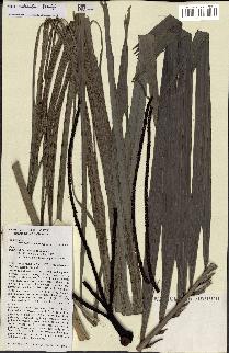 spécimen de Dypsis mahia