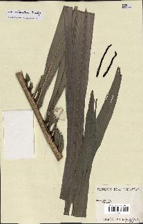 spécimen de Dypsis mahia