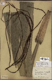 spécimen de Dypsis paludosa
