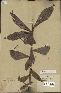 spécimen de Dypsis nodifera