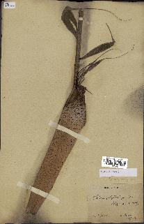 spécimen de Dypsis nodifera