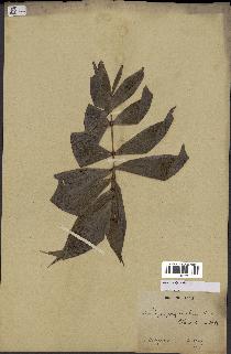 spécimen de Dypsis nodifera