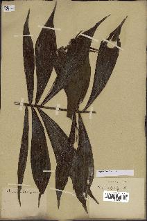 spécimen de Dypsis nodifera