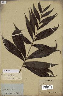 spécimen de Dypsis nodifera