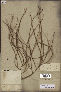 spécimen de Dypsis nodifera