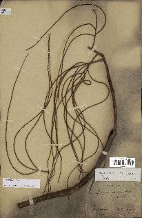 spécimen de Dypsis nodifera