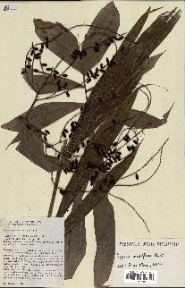 spécimen de Dypsis nodifera