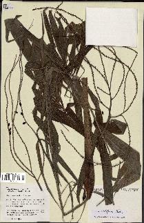 spécimen de Dypsis nodifera
