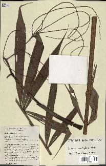 spécimen de Dypsis nodifera