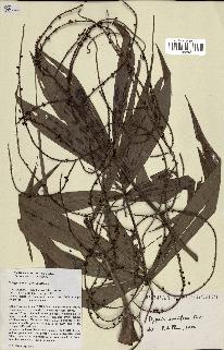 spécimen de Dypsis nodifera