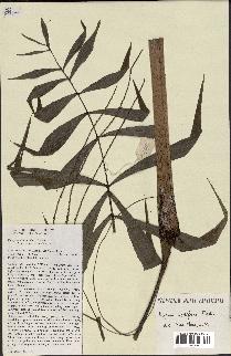 spécimen de Dypsis nodifera