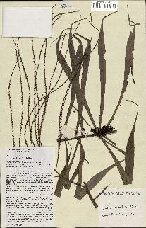 spécimen de Dypsis nodifera