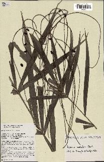 spécimen de Dypsis nodifera