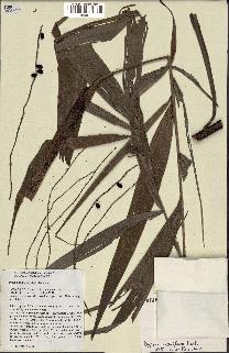 spécimen de Dypsis nodifera