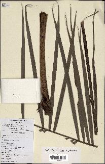 spécimen de Dypsis nodifera