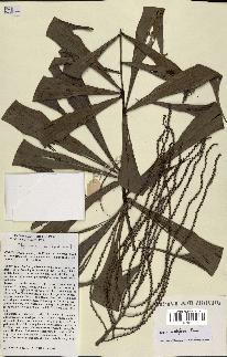 spécimen de Dypsis nodifera