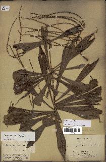 spécimen de Dypsis nodifera