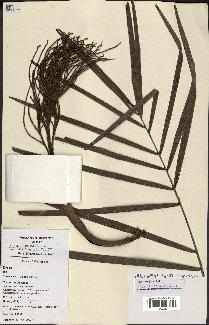 spécimen de Dypsis nodifera