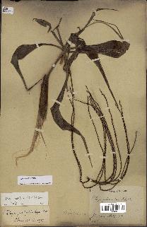 spécimen de Dypsis nodifera