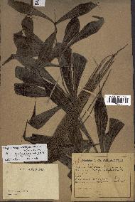 spécimen de Dypsis nodifera