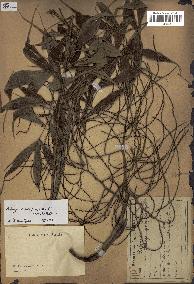 spécimen de Dypsis nodifera