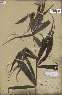 spécimen de Dypsis nodifera