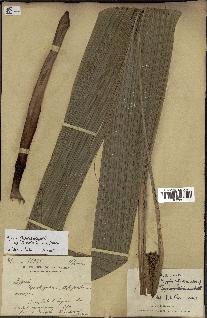 spécimen de Dypsis paludosa