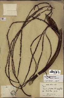spécimen de Dypsis paludosa