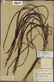 spécimen de Dypsis paludosa