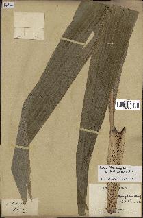spécimen de Dypsis paludosa