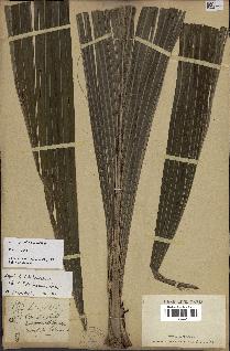 spécimen de Dypsis paludosa
