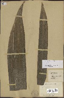 spécimen de Dypsis paludosa