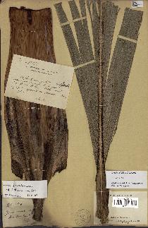 spécimen de Dypsis paludosa