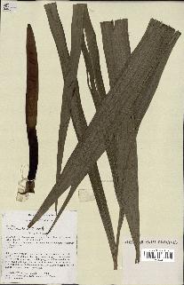 spécimen de Dypsis paludosa