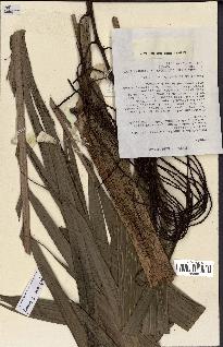 spécimen de Dypsis paludosa