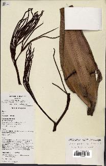 spécimen de Dypsis paludosa