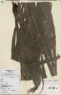spécimen de Dypsis paludosa