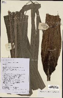 spécimen de Dypsis paludosa