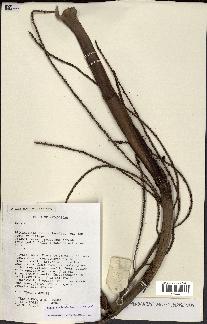 spécimen de Dypsis paludosa
