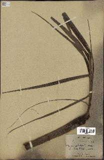 spécimen de Dypsis paludosa