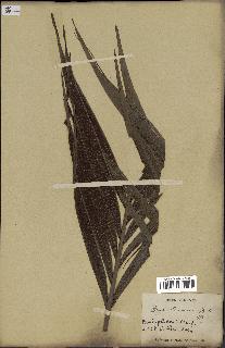 spécimen de Dypsis paludosa