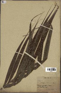 spécimen de Dypsis paludosa