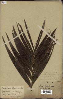 spécimen de Dypsis paludosa