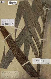 spécimen de Dypsis paludosa